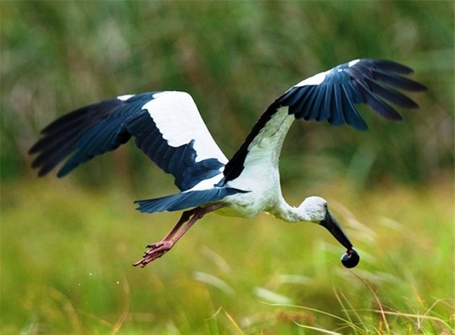 Môi trường sống tự nhiên của cò nhạn thường là các vùng đất ngập nước, ruộng lúa, đầm lầy - những nơi thuận lợi cho việc kiếm ăn. Ảnh: birdwatchingvietnam.