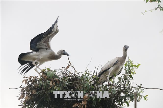 Cò nhạn được xếp vào danh mục loài nguy cấp trong Sách Đỏ Việt Nam. Loài này có nguy cơ tuyệt chủng rất cao do môi trường sống ngày càng bị thu hẹp, ô nhiễm và ảnh hưởng từ các hoạt động săn bắt trái phép. Ảnh: TTXVN.