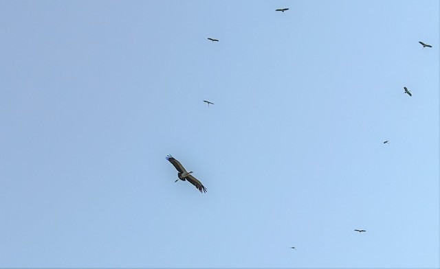 Vào ngày 17/4, Ban Quản lý Vườn quốc gia Phong Nha - Kẻ Bàng (Quảng Bình) cho biết đàn cò nhạn quý hiếm gồm khoảng 300 - 400 cá thể bất ngờ xuất hiện tại thị trấn Phong Nha (huyện Bố Trạch) và các khu vực lân cận như đồng lúa, cánh rừng ven sông thuộc vùng đệm vườn quốc gia. Ảnh: Người Lao động.