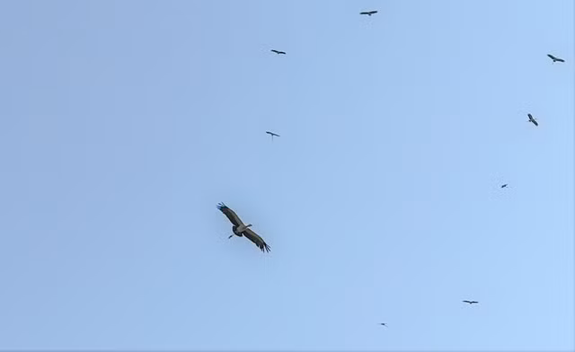 Vào ngày 17/4, Ban Quản lý Vườn quốc gia Phong Nha - Kẻ Bàng (Quảng Bình) cho biết đàn cò nhạn quý hiếm gồm khoảng 300 - 400 cá thể bất ngờ xuất hiện tại thị trấn Phong Nha (huyện Bố Trạch) và các khu vực lân cận như đồng lúa, cánh rừng ven sông thuộc vùng đệm vườn quốc gia. Ảnh: Người Lao động.