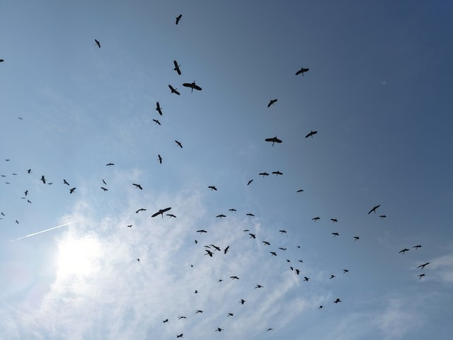 Đàn cò nhạn hàng trăm con tỏa ra khắp nơi để kiếm ăn vào ban ngày. Đến đêm, chúng bay trở về đậu kín các cánh rừng quanh thị trấn Phong Nha. Những cá thể cò nhạn quý hiếm này bay theo từng đàn, sải cánh rộng, lượn vòng trên những thửa ruộng hoặc đậu trên tán cây cao. Ảnh: Người Lao động.