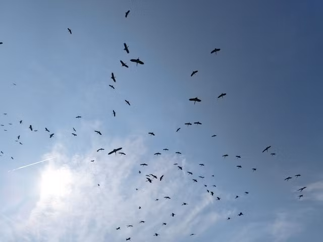 Đàn cò nhạn hàng trăm con tỏa ra khắp nơi để kiếm ăn vào ban ngày. Đến đêm, chúng bay trở về đậu kín các cánh rừng quanh thị trấn Phong Nha. Những cá thể cò nhạn quý hiếm này bay theo từng đàn, sải cánh rộng, lượn vòng trên những thửa ruộng hoặc đậu trên tán cây cao. Ảnh: Người Lao động.