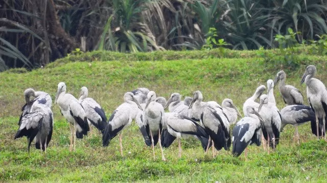 Thức ăn chính của cò nhạn là các loài động vật thủy sinh như ốc, cua đồng, ếch nhái, và cả những côn trùng lớn. Ảnh: Người Lao động.