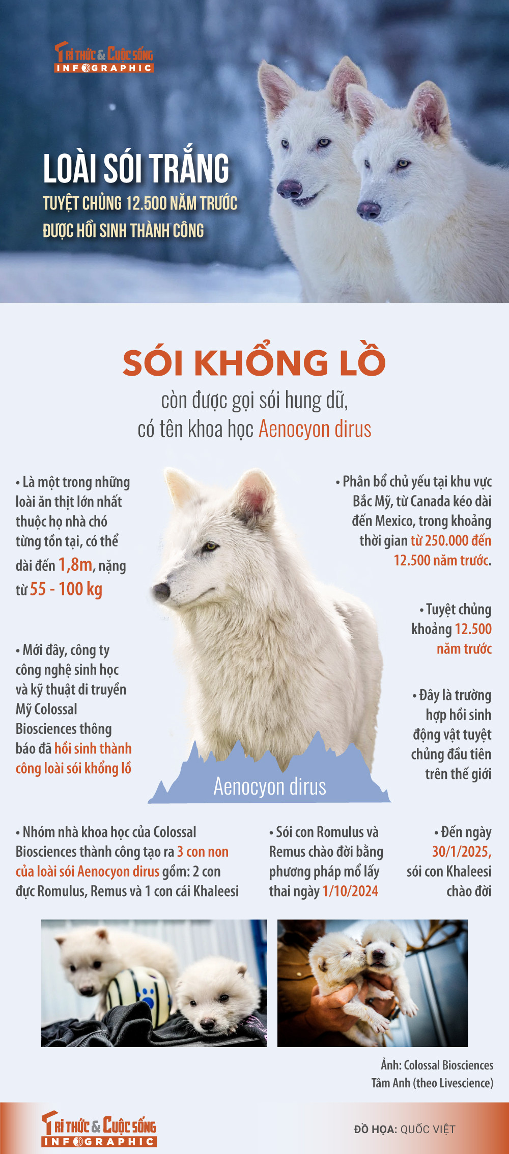 [INFOGRAPHIC] Hoi sinh loai soi trang tuyet chung 12.500 nam truoc