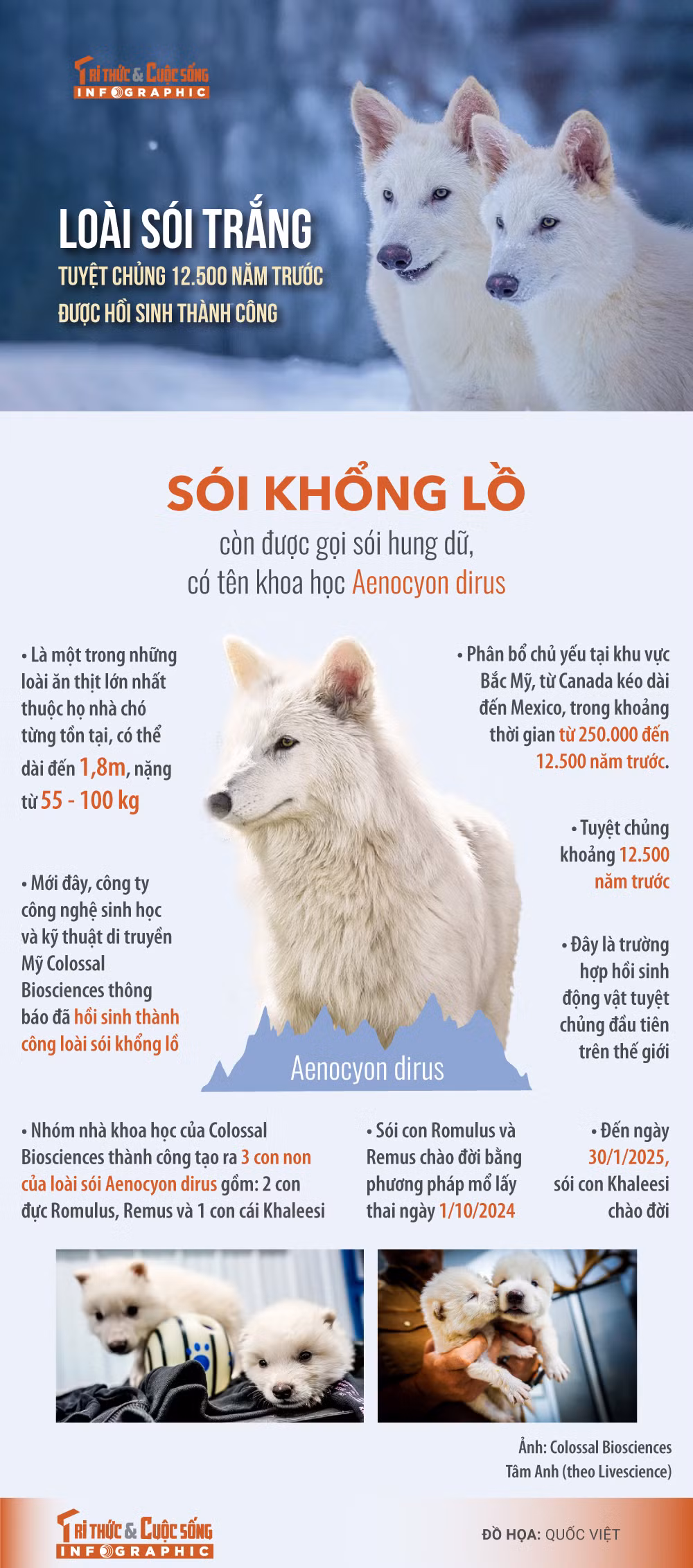 [INFOGRAPHIC] Hoi sinh loai soi trang tuyet chung 12.500 nam truoc