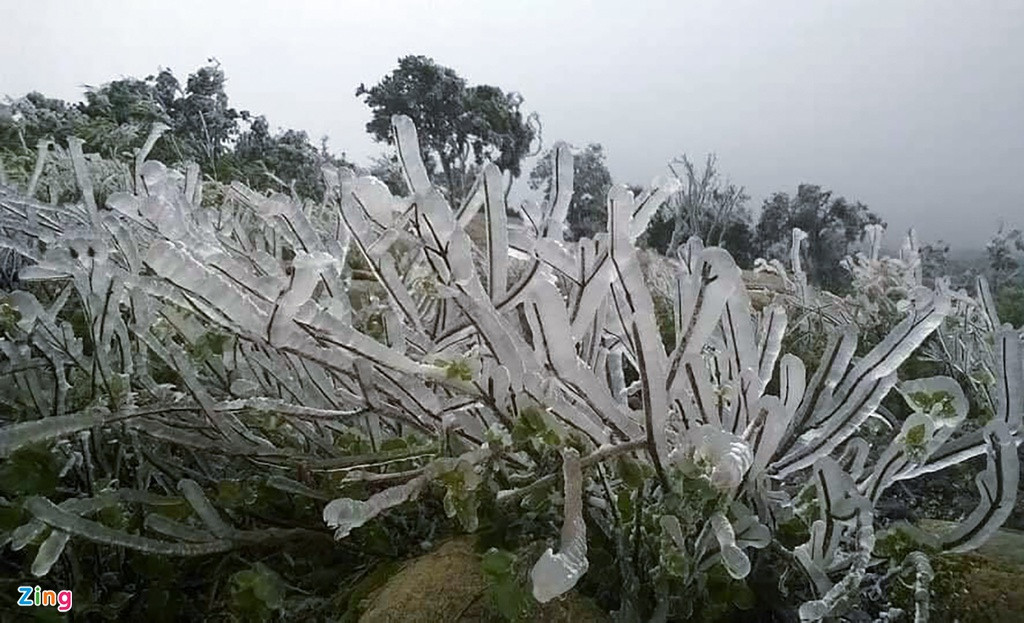 Băng giá phủ kín thảm cây cối và thực vật phía dưới. Băng giá xuất hiện cùng với sương muối làm cho thực vật không phát triển được.