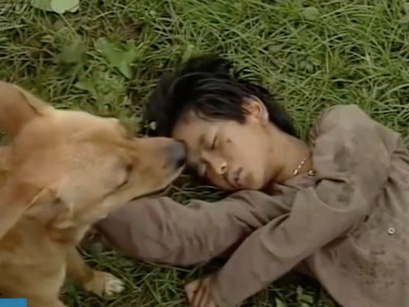 Khán giả còn ấn tượng với chú chó ta đóng Phèn trong “Đất phương nam”. Nhân vật 4 chân này thông minh dũng cảm khi mang trên mình 3 quả lựu đạn để đến giải cứu cho Võ Tòng dù đang bị thương và gọi người cứu bé An. Ảnh: Zing