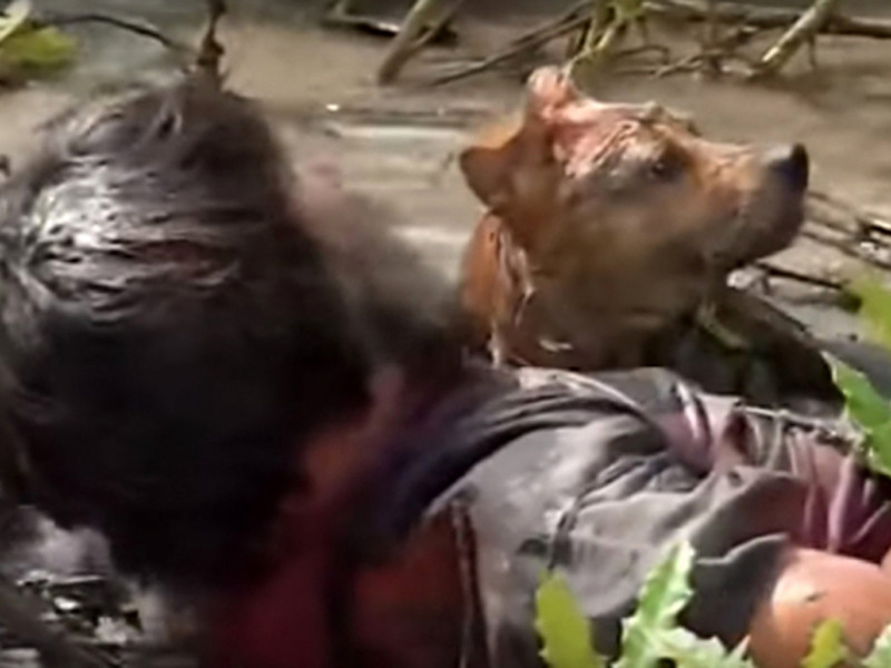 “Sang ngày thứ 3, bác sĩ dùng một mũi tiêm đặc biệt cho chó Lần này, chú chó mới thấm thuốc ngủ và nằm bất tỉnh", đạo diễn Vinh Sơn kể. Ảnh: Vietnamnet