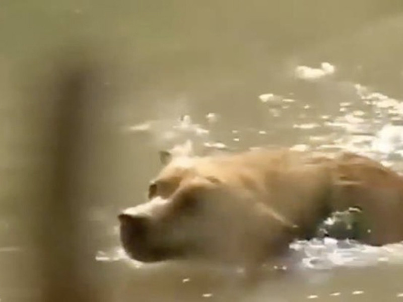 Trên Zing, đạo diễn Vinh Sơn tiết lộ, ban đầu, họ chọn được một con chó khá đẹp, thông minh và gửi đi huấn luyện. Tuy nhiên, đến gần ngày quay, con chó không may qua đời. May mắn thay, một nhân viên ánh sáng trong đoàn phim cho biết con chó của anh có thể phù hợp. Ảnh: Zing