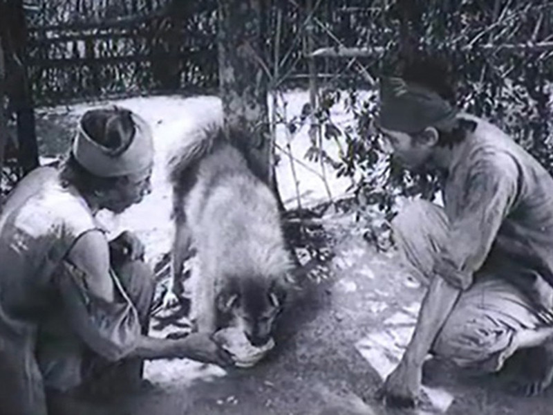 Liên quan đến chú chó ta đóng "Làng Vũ Đại ngày ấy", chị Hiền Trang- cháu nội nhà văn Kim Lân chia sẻ trên VTC News rằng ông cô kể, vào thời điểm ấy, đoàn làm phim đã nuôi và rèn một chú chó cả tháng, nhưng trong buổi quay thử, chú chó không hợp tác. Ảnh: Dân Việt