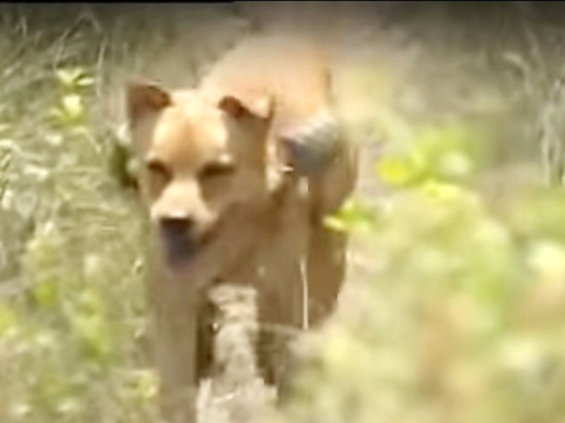 Nam đạo diễn tâm sự, cảnh cuối cùng của chú chó trong phim cũng là cảnh anh ám ảnh nhất. Theo đó, để con chó đóng cảnh hấp hối, bác sĩ thú y phải cho cậu vàng uống một viên thuốc ngủ nặng. Tuy nhiên, uống một viên, thậm chí hai viên, chú chó vẫn tỉnh táo. Ảnh: Vietnamnet