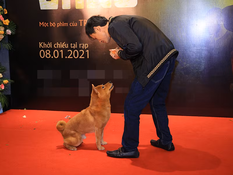 Màn trình diễn của chú chó đóng phim "Cậu Vàng" khiến các nghệ sĩ, khán giả phấn khích.