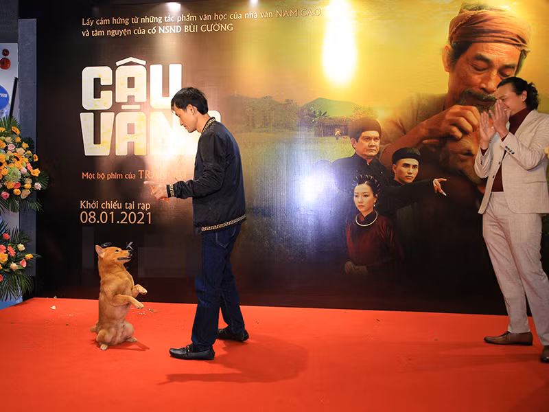 "Cậu Vàng" biểu diễn tài nghệ: đứng bằng hai chân và thoát thân dù bị trói cả tứ chi.