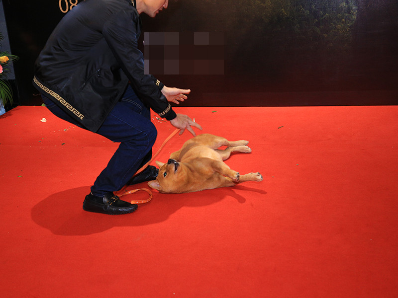  Phim “Cậu Vàng” là tâm nguyện của cố NSND Bùi Cường tri ân nhà văn Nam Cao, tri ân cố NSND Phạm Văn Khoa - những người góp phần làm nên thành công của NSND Bùi Cường với vai Chí Phèo. Trong buổi công chiếu, đạo diễn Trần Vũ Thủy thẳng thắn chia sẻ, một số khán giả cho rằng “Cậu Vàng” không tôn trọng nguyên tác, không tôn trọng NSND Bùi Cường, thế nhưng anh khẳng định đây là bộ phim đầy tâm huyết của cả đoàn làm phim.