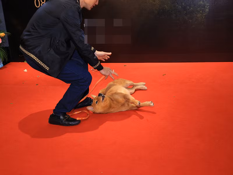  Phim “Cậu Vàng” là tâm nguyện của cố NSND Bùi Cường tri ân nhà văn Nam Cao, tri ân cố NSND Phạm Văn Khoa - những người góp phần làm nên thành công của NSND Bùi Cường với vai Chí Phèo. Trong buổi công chiếu, đạo diễn Trần Vũ Thủy thẳng thắn chia sẻ, một số khán giả cho rằng “Cậu Vàng” không tôn trọng nguyên tác, không tôn trọng NSND Bùi Cường, thế nhưng anh khẳng định đây là bộ phim đầy tâm huyết của cả đoàn làm phim.