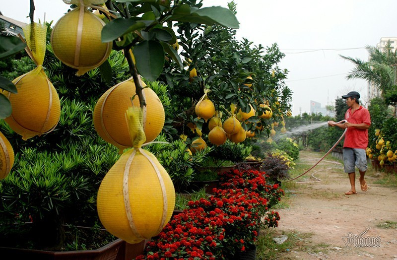 Một lý do khác là cước vận chuyển năm nay rẻ hơn những năm trước rất nhiều. "Những năm trước, cước vận chuyển cây đường xa rất cao. Năm nay do dịch nên cước vận chuyển rẻ", người này giải thích.