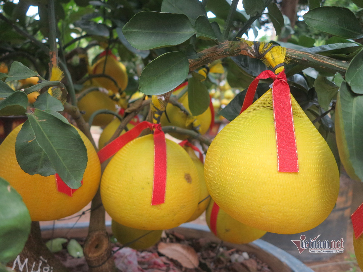 Khi cây vào đến TP.HCM, các nhà vườn sẽ thuê xe cẩu đưa xuống, thuê người sắp xếp cây cho gọn. Và để cây luôn tươi, giữ được độ đẹp, người chăm sóc vườn sẽ tưới cây, bắt sâu, cắt bỏ những chiếc lá vàng.