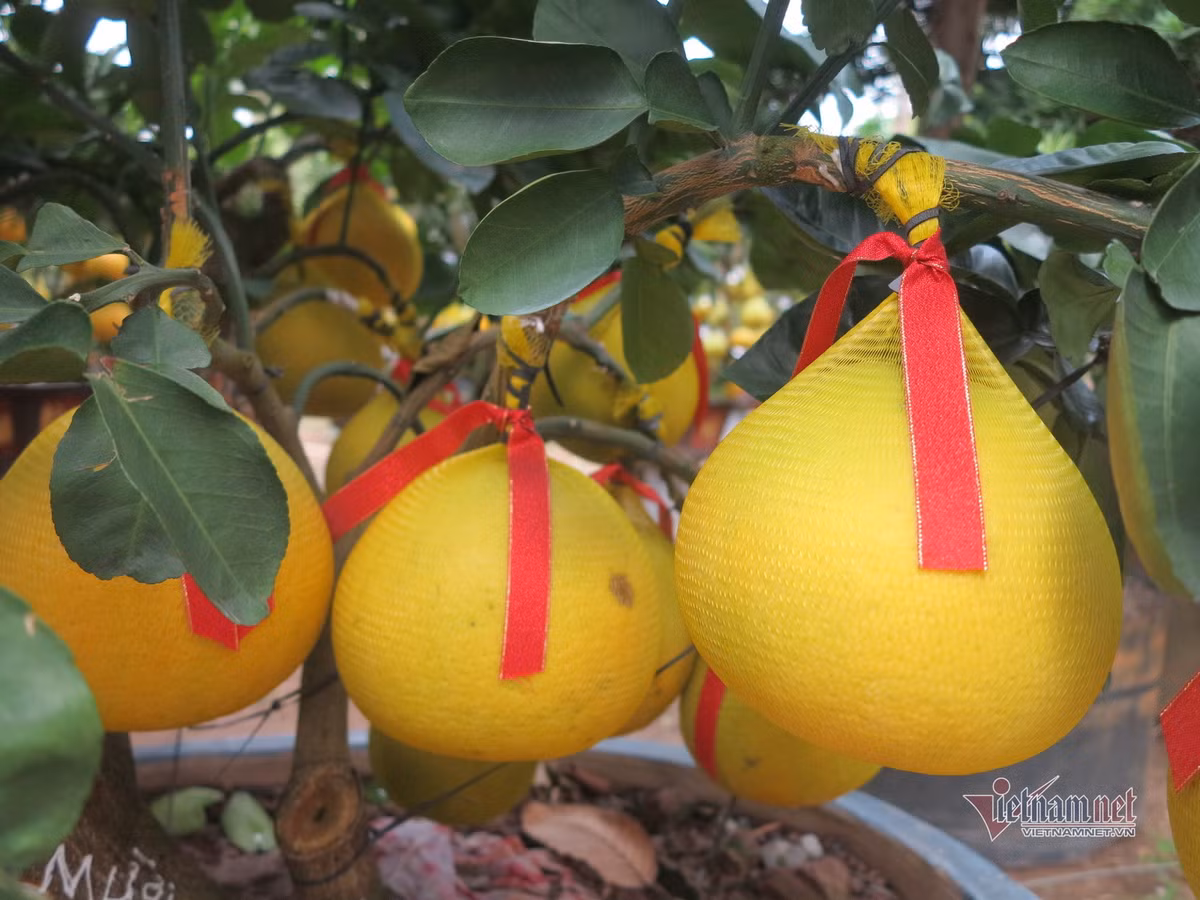 Khi cây vào đến TP.HCM, các nhà vườn sẽ thuê xe cẩu đưa xuống, thuê người sắp xếp cây cho gọn. Và để cây luôn tươi, giữ được độ đẹp, người chăm sóc vườn sẽ tưới cây, bắt sâu, cắt bỏ những chiếc lá vàng.