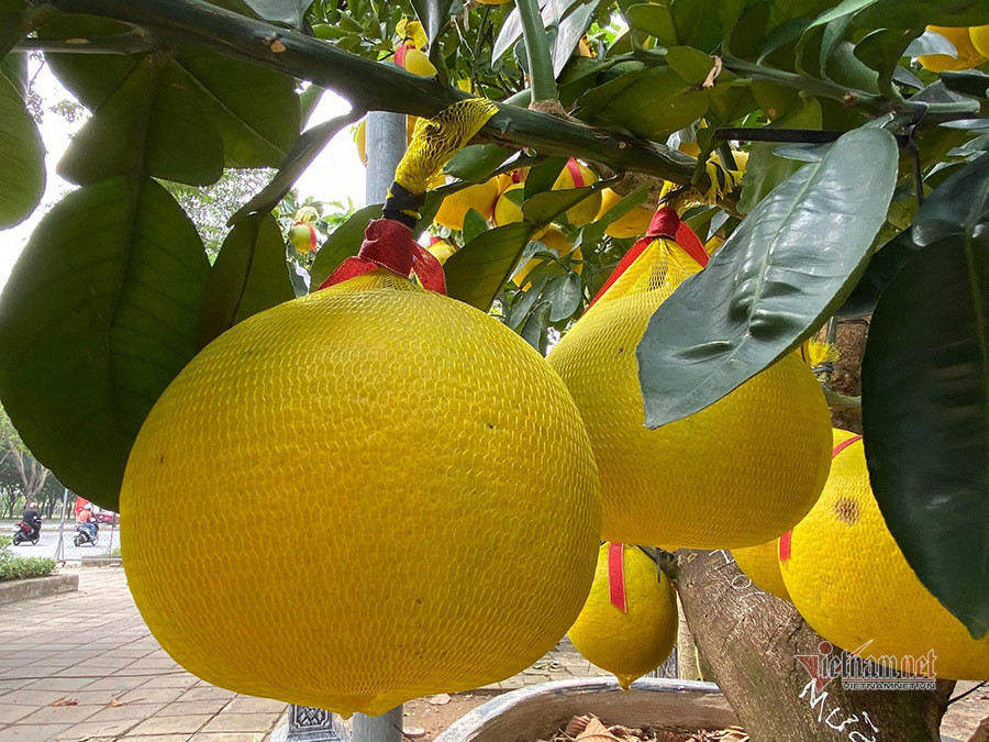 Trao đổi với VietNamNet, anh Thành (ở Quận 9) cho biết, anh thích loại cây này vì trái có màu vàng đẹp, lá màu xanh tượng trưng cho sự hưng thịnh, may mắn và tài lộc.