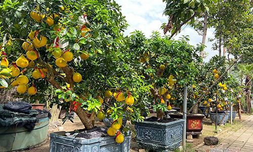 Cây bưởi cổ ra trăm quả đi nghìn km vào Sài Gòn Cay buoi co ra tram qua di nghin km vao Sai Gon