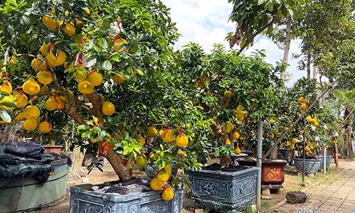  Bưởi Diễn là loại trái cây đặc sản ở miền Bắc. Cây cho quả mỗi năm một lần, thường chín vào dịp Tết và có màu vàng bắt mắt, vị ngọt đậm đà. Loại bưởi này để được trong thời gian dài 2-3 tháng, càng để lâu bưởi càng thơm và ngọt. Từ lâu, cứ đến dịp giáp Tết, người Sài Gòn mua cây này về trưng trong nhà, văn phòng công ty. Cây nào càng đẹp, trái xum xuê, tuổi đời lâu năm lại càng được ưa chuộng.Từ giữa tháng 12/2020, các nhà vườn, đại lý bán cây cảnh trên đường Mai Chí Thọ, Quận 2, TP.HCM đã bắt đầu nhập cây bưởi Diễn về bán. Đến nay, đi dọc con đường này, ai cũng sẽ nhìn thấy những cây bưởi trái vàng óng, trang trí đẹp mắt.