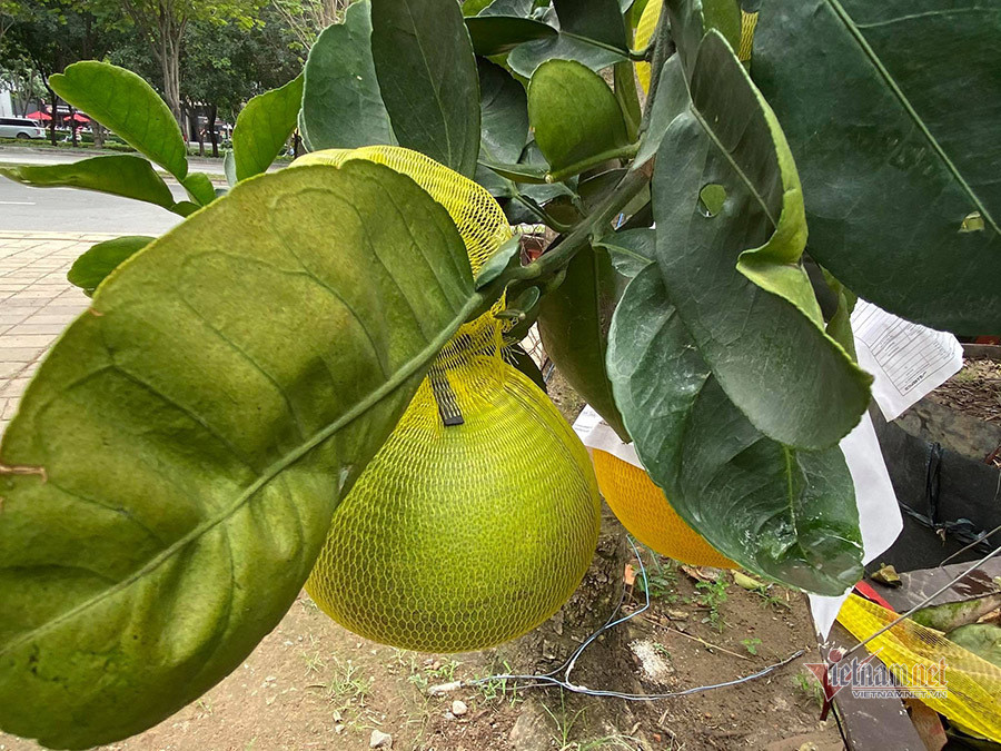 Trái bưởi Diễn chưa chín có màu xanh, khi chín có màu vàng. Cây vẫn sống nếu chơi Tết xong trồng lại nhưng nếu không chăm sóc đúng cách sẽ không cho trái nhiều và dễ mất dáng đẹp ban đầu.