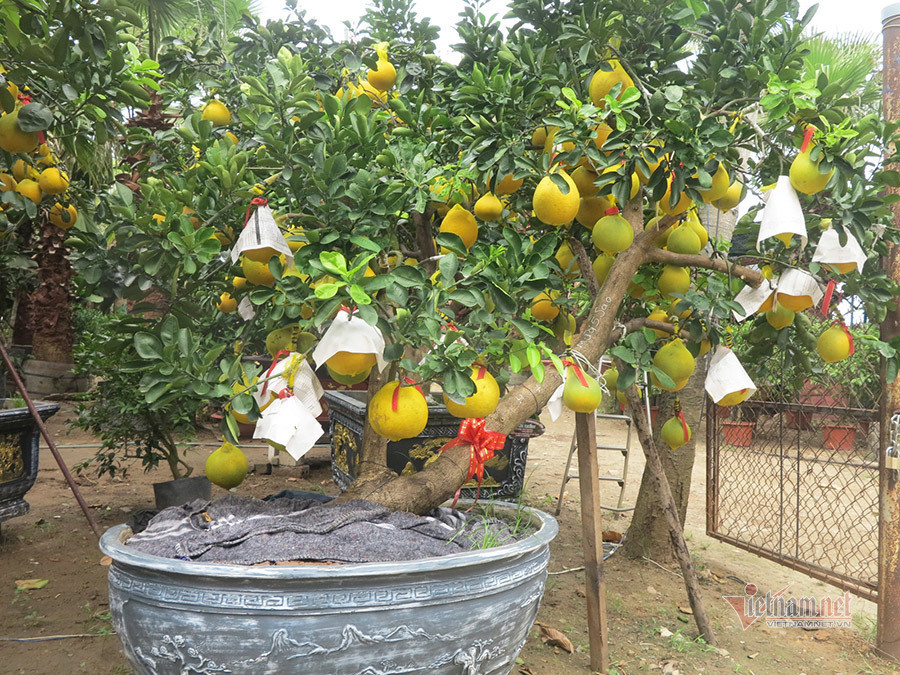 Anh Hà, 24 tuổi, vừa có vườn bưởi Diễn ở Hưng Yên vừa có đại lý bán cây cảnh ở đường Mai Chí Thọ. Từ giữa tháng 12/2020, gia đình anh đã vận chuyển hơn 100 cây từ vườn vào TP.HCM bán.