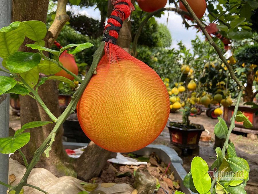 Anh Hà cho biết, những năm trước, khoảng cuối tháng 11 (Âm lịch) gia đình anh đã bán được khoảng 30-40 % số cây bưởi Diễn đưa từ vườn vào. Giá cây dao động từ 5-40 triệu đồng/cây, tùy vào cây đẹp hay xấu, cây lâu năm hay ít năm.