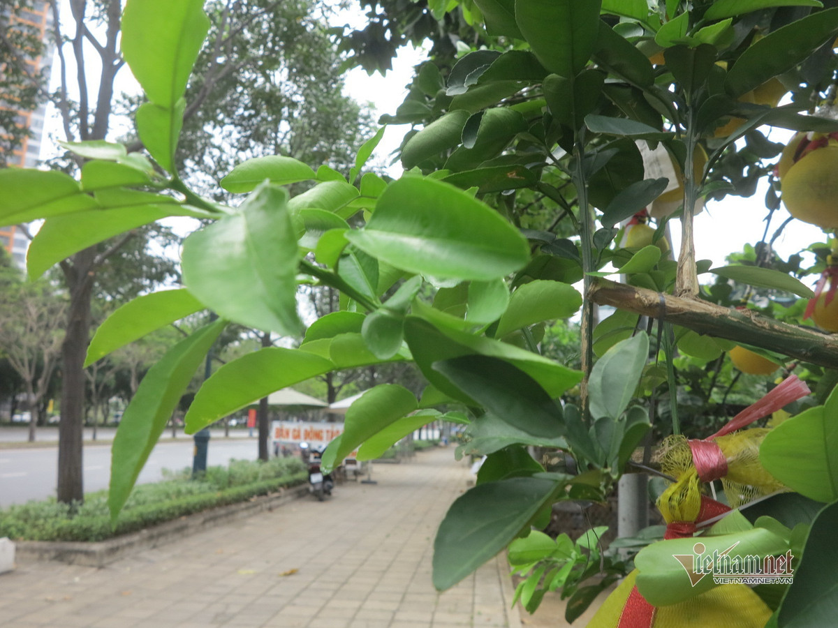 Anh Hà và những chủ vườn cây khác hi vọng, tới đây sẽ có khách ghé mua cây về chơi Tết.