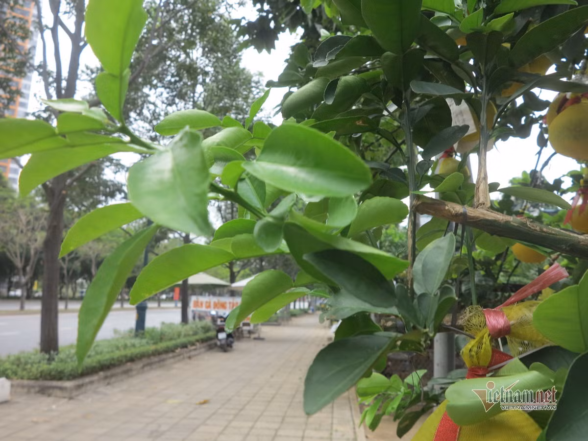 Anh Hà và những chủ vườn cây khác hi vọng, tới đây sẽ có khách ghé mua cây về chơi Tết.