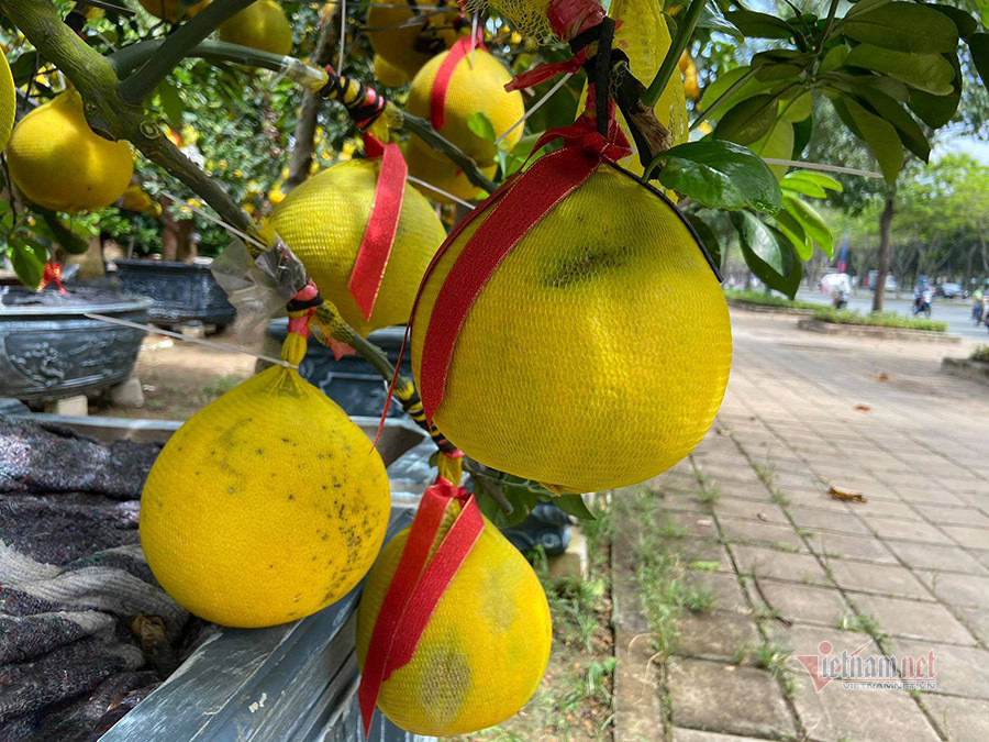 Tuy nhiên, năm nay đã đưa cây từ quê vào Sài Gòn gần một tháng, gia đình anh Hà vẫn chưa bán được cây nào dù giá bán chỉ từ 5 - 15 triệu đồng/cây. Với giá bán này, gia đình anh Hà đã giảm hơn những năm trước một nửa. "Khách đến xem cây cũng ít. Có vài khách đến xem cây rồi im lặng bỏ đi", giọng anh Hà rầu rĩ.