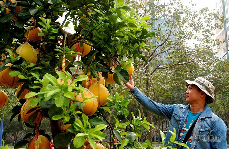 Trường hợp đến Tết Nguyên đán cây không bán được gia đình anh Hà sẽ cắt bỏ hết trái, vận chuyển cây trở lại vườn để chăm sóc. "Nhà tôi tự trồng cây rồi bán nên không lo lỗ. Có chăng chỉ mất một ít chi phí vận chuyển, nhưng năm nay do dịch nên cước vận chuyển không đáng bao nhiêu", chàng trai quê Hưng Yên lạc quan.