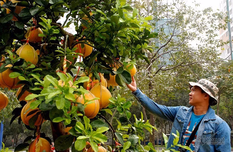 Trường hợp đến Tết Nguyên đán cây không bán được gia đình anh Hà sẽ cắt bỏ hết trái, vận chuyển cây trở lại vườn để chăm sóc. "Nhà tôi tự trồng cây rồi bán nên không lo lỗ. Có chăng chỉ mất một ít chi phí vận chuyển, nhưng năm nay do dịch nên cước vận chuyển không đáng bao nhiêu", chàng trai quê Hưng Yên lạc quan.