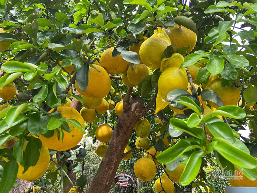 Những năm trước, cuối tháng 12 (Dương lịch), anh Thành sẽ mua một cây đặt ở văn phòng công ty cho đẹp. Tuy nhiên, năm nay dịch bệnh kéo dài nên việc kinh doanh không thuận lợi, vì vậy anh Thành đang tính đến việc đón Tết tiết kiệm nhất.