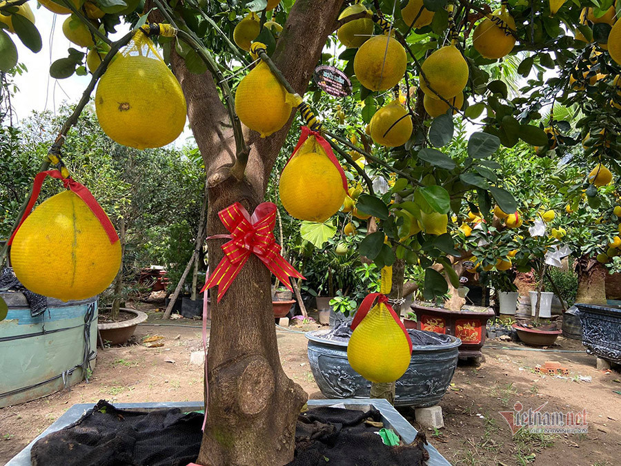 Do cây phải đi đường xa, để trong diện tích hẹp của chiếc xe tải nên mỗi chuyến gia đình anh Hà chỉ vận chuyển khoảng 20-30 cây. Để trái, lá vẫn nguyên hình trạng ban đầu, gia đình anh Hà dùng túi lưới bảo quản trái, dùng dây thun cột vào các cành.