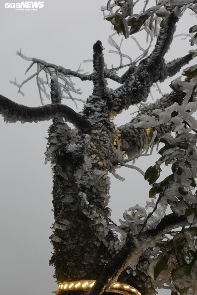 Trên khắp các cành cây, ngọn cỏ… lớp băng bao phủ tạo nên cảnh tượng thiên nhiên kỳ thú, khiến nhiều người ngỡ như đang lạc vào mùa đông ở châu Âu. (Ảnh: Ngọc Tuấn