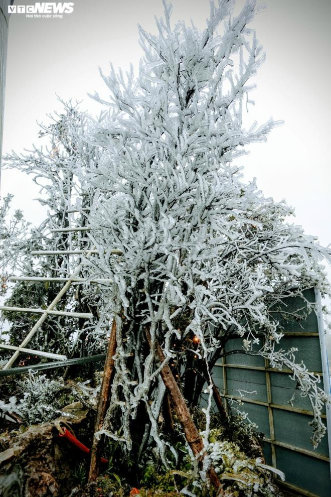 Tới sáng nay, băng tuyết phủ trắng khu vực đỉnh Ô Quý Hồ. Nhiệt độ đo được tại đây lúc 8h sáng là -1 độ C. (Ảnh: Ngọc Tuấn)