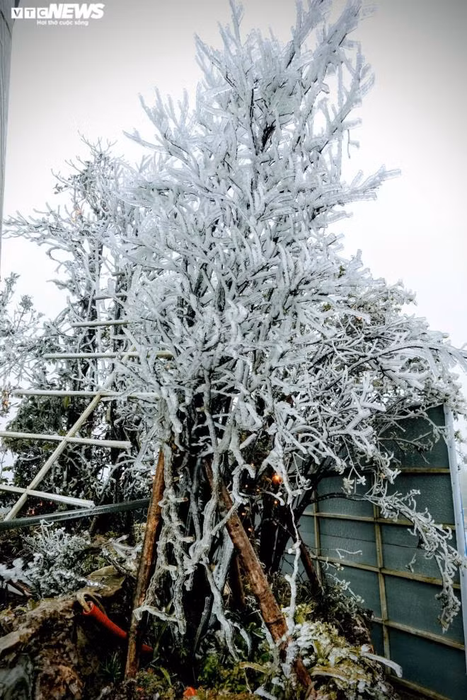 Tới sáng nay, băng tuyết phủ trắng khu vực đỉnh Ô Quý Hồ. Nhiệt độ đo được tại đây lúc 8h sáng là -1 độ C. (Ảnh: Ngọc Tuấn)
