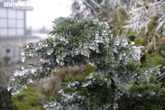 Những hình ảnh tuyệt đẹp về hiện tượng băng giá xuất hiện trên đèo Ô Quý Hồ. (Ảnh: Ngọc Tuấn)