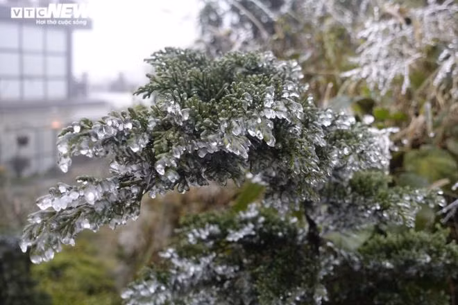 Những hình ảnh tuyệt đẹp về hiện tượng băng giá xuất hiện trên đèo Ô Quý Hồ. (Ảnh: Ngọc Tuấn)