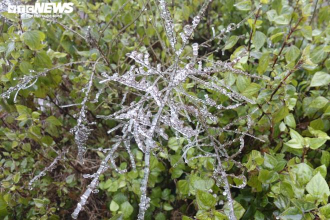 Đây là lần thứ 3 trong khoảng 10 năm trở lại đây, đỉnh Ô Qúy Hồ xuất hiện băng tuyết. (Ảnh: Ngọc Tuấn)