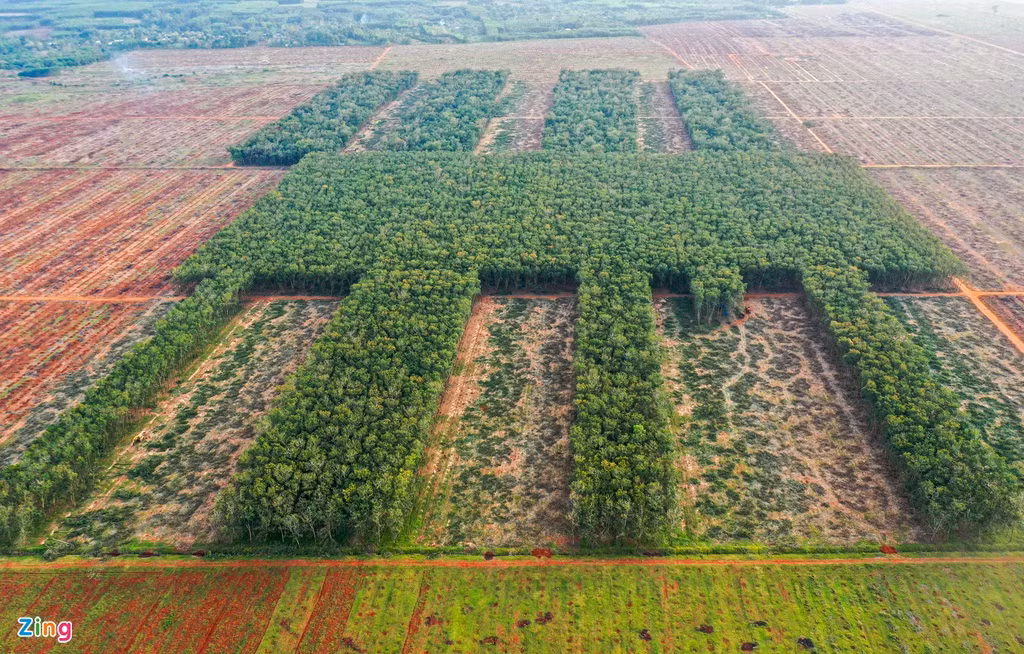 Cách đó không xa, những diện tích rừng cao su cuối cùng đang được di dời khỏi mặt bằng dự án.