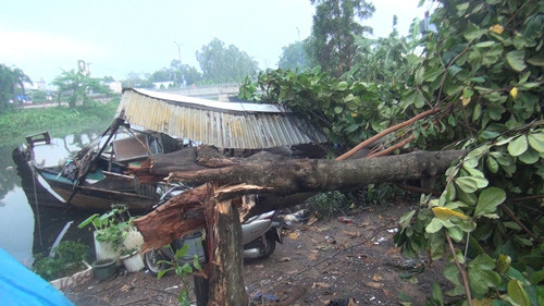 Gió giật mạnh cũng đã quật một cây bàng lớn gãy ngang xuống kênh Tân Tạo đè lên một chiếc ghe gây hư hỏng nặng.
