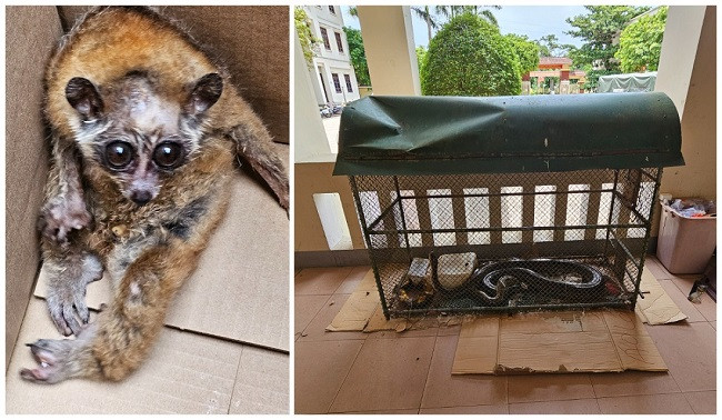 Bắt đối tượng mua bán động vật quý hiếm ở Nghệ An - Hình 2 Bat doi tuong mua ban dong vat quy hiem o Nghe An-Hinh-2
