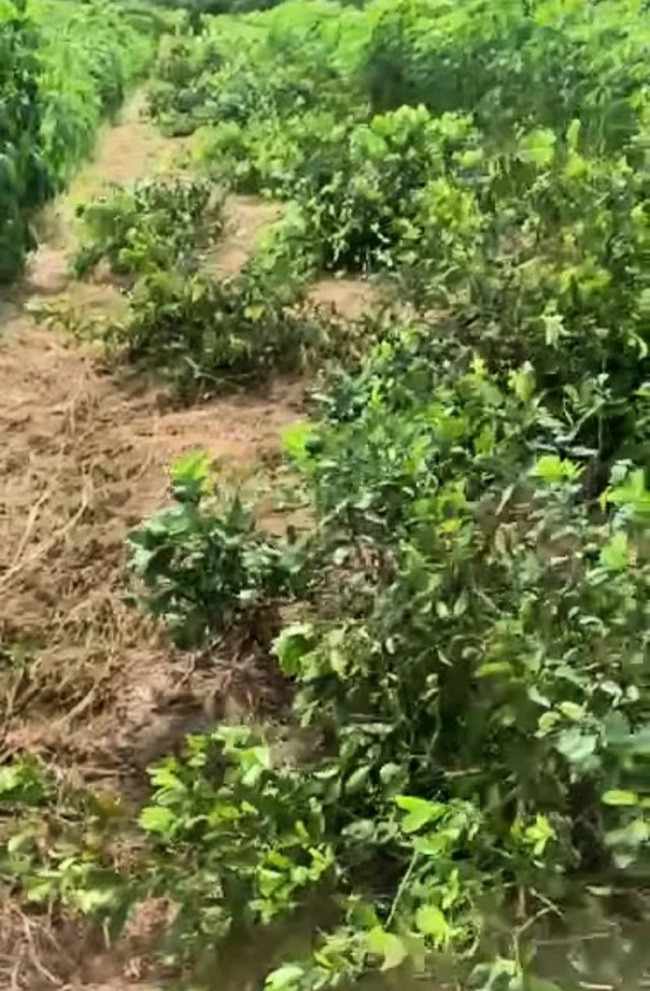 Nghe An: Hang tram goc chanh den ky thu hoach bi ke xau chat pha