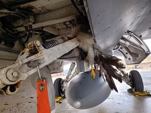 Hay vào năm 2018, một chiếc F-35B đã xuất hiện một đường dây nhiên liệu bị lỗi và dẫn đến một vụ tai nạn đáng tiếc ở gần Trạm Không quân Thuỷ quân Lục chiến Beaufort, tại tiểu bang South Carolina.