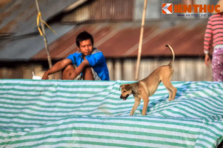 Những chú chó trên sông nước hầu hết là giống chó ta, vì chúng có giá thành rẻ, lại có sức chịu đựng dẻo dai, thích hợp với cuộc sống trôi nổi nay đây mai đó cùng các con thuyền.