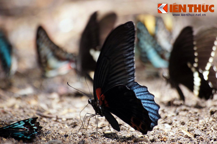 Vẻ muôn màu của các cánh bướm khiến khung cảnh thiên nhiên đẹp tựa chốn bồng lai.