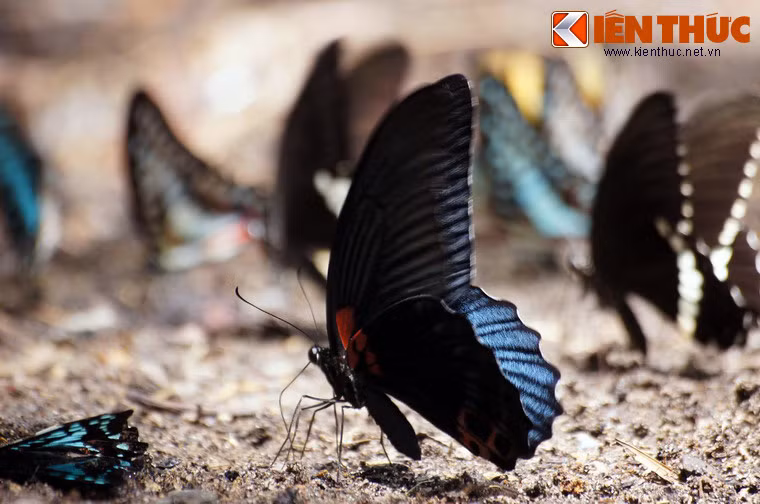 Vẻ muôn màu của các cánh bướm khiến khung cảnh thiên nhiên đẹp tựa chốn bồng lai.