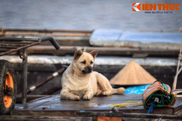 Chúng cũng rất cô đơn khi ít có cơ hội được gặp gỡ, vui đùa với các chú chó khác.